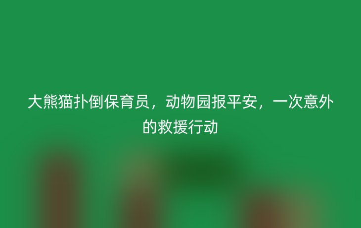 大熊猫扑倒保育员,动物园报平安,一次意外的救援行动_现代网新闻频道